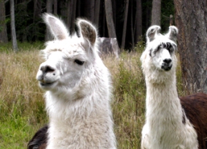 shaw island llamas